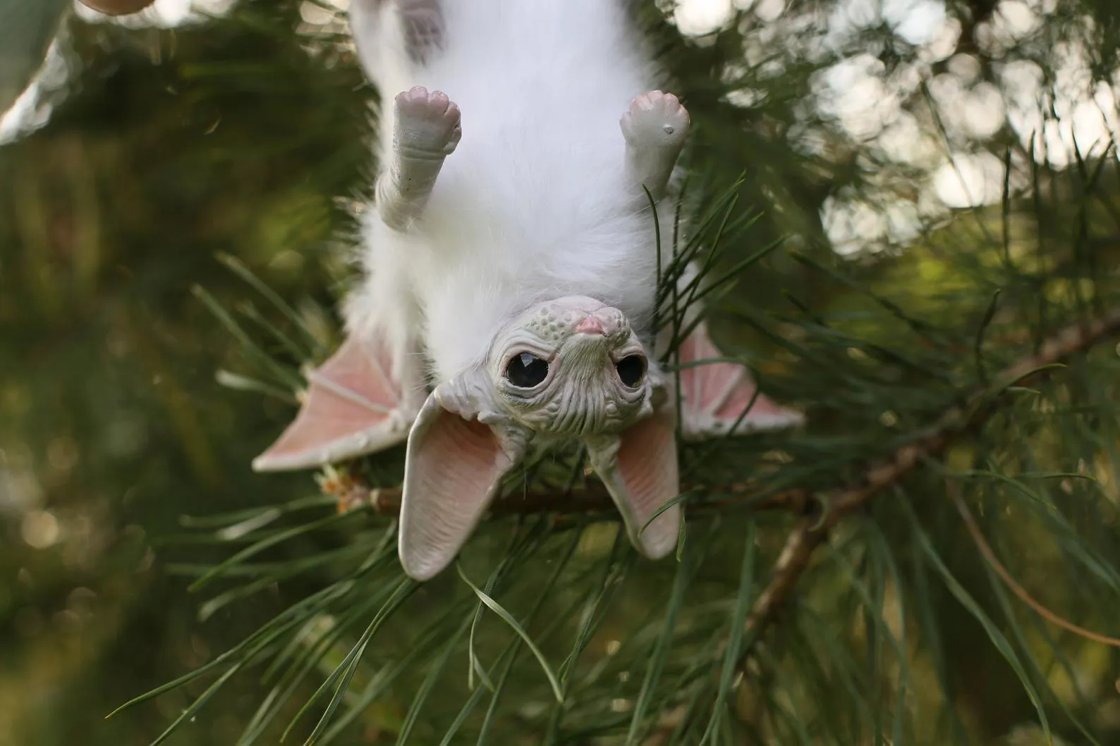 Baby batcat– Starry-white