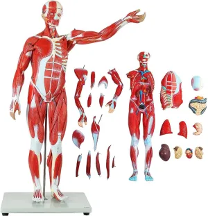 eukaryote malicious reradiate detect amino Educational Training 78cm 1/2 Life Size Anatomical Human Muscular Figure Model Human Muscle and Organ Model Art Anatomical Figure 27-Part Removable Organs and Muscle Anatomy for Medical 