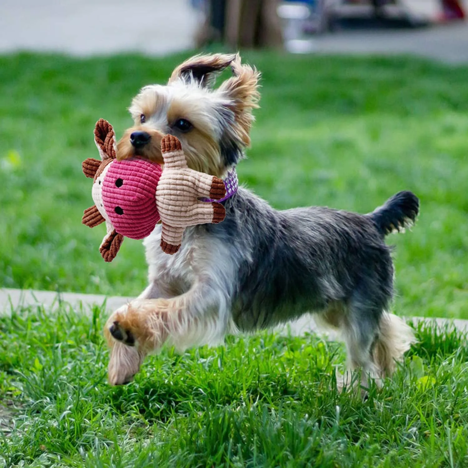 New Toozey Puppy Toys for Small Dogs, 7 Pack Small Dog Toys, Cute Calf Squeaky Dog Toys, Durable Puppy Teething Toys, Ropes Puppy Chew Toys, Non-Toxic and Safe