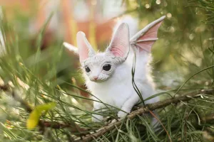 White baby batcat