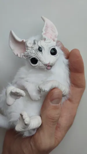White baby elfcat